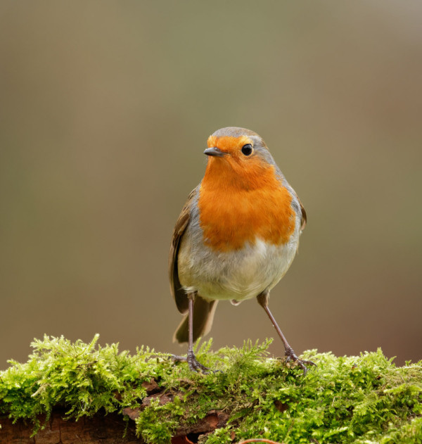 Robin | BTO - British Trust for Ornithology