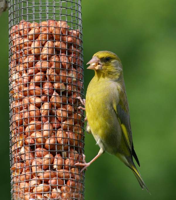 bto bird feeders