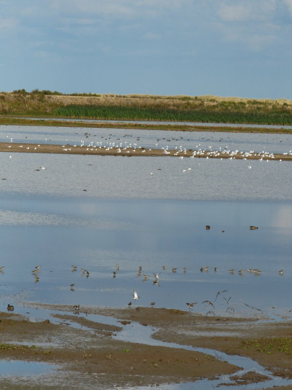 Mixed Flock by Dawn Balmer