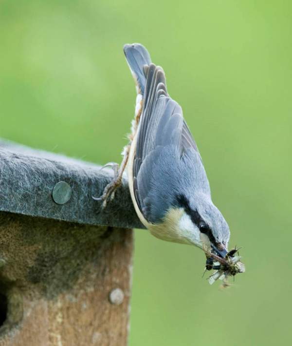 National Nest Box Week | BTO - British Trust For Ornithology