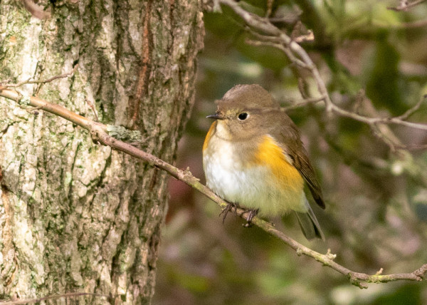 Red-flanked Bluetail  BTO - British Trust for Ornithology
