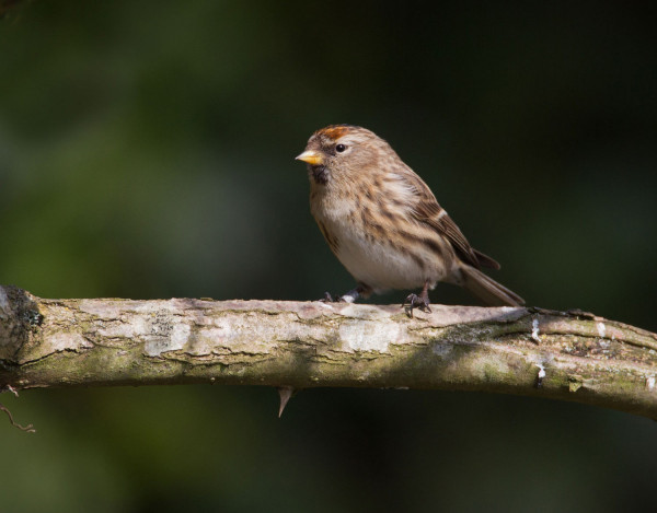 Redpoll, by Liz Cutting / BTO