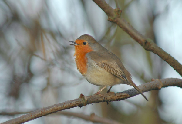 Robin. Neil Calbrade