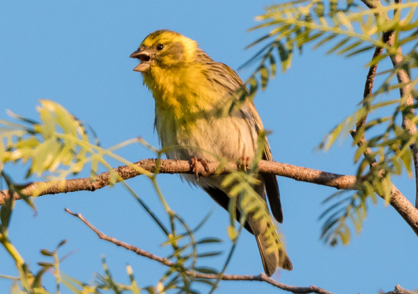 Serin, by Philip Croft / BTO