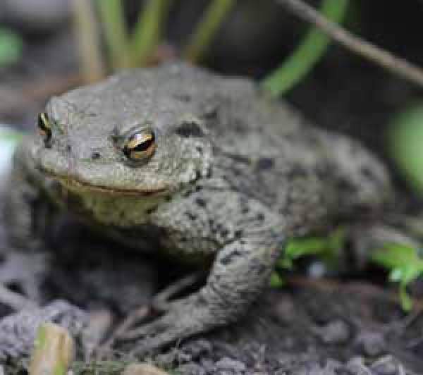 Common Toad | BTO - British Trust For Ornithology