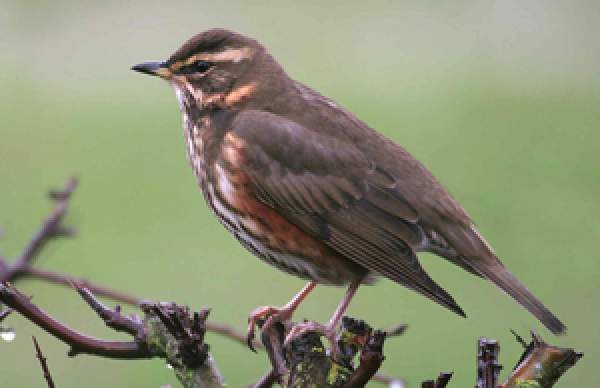 Redwing | BTO - British Trust for Ornithology