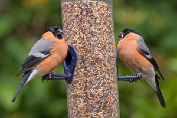 Bullfinch | Bird Identification Guide | Bird Spot