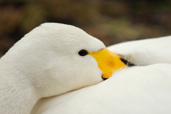 Whooper Swan. Neil Calbrade