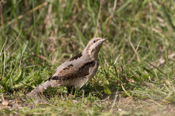 Wryneck, by Liz Cutting / BTO