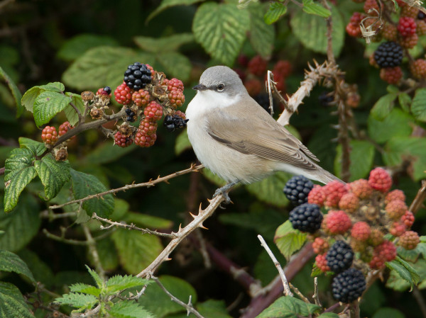 Lesser Whitethroat, by Liz Cutting / BTO