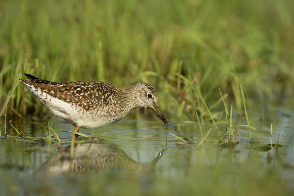 Wood Sandpiper, by Edmund Fellowes / BTO