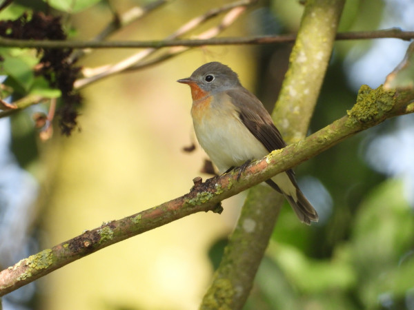 Red-breasted Flycatcher, by Peter Wilson