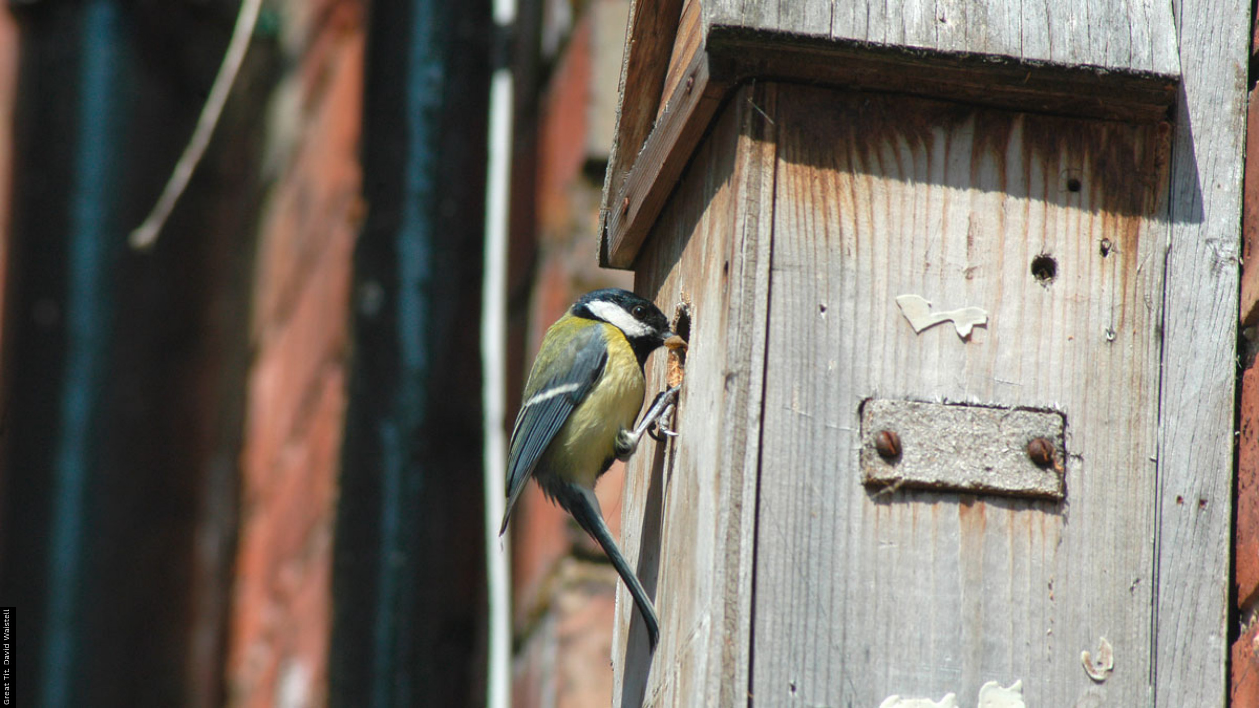 nest monitoring