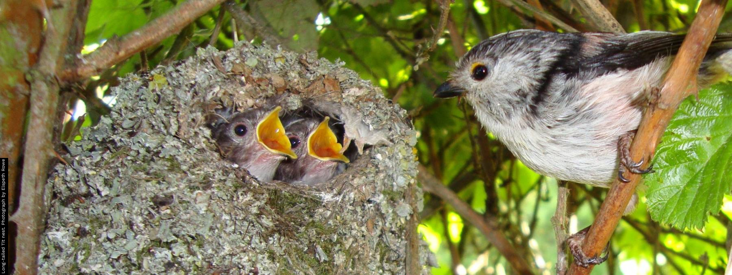 nest monitoring