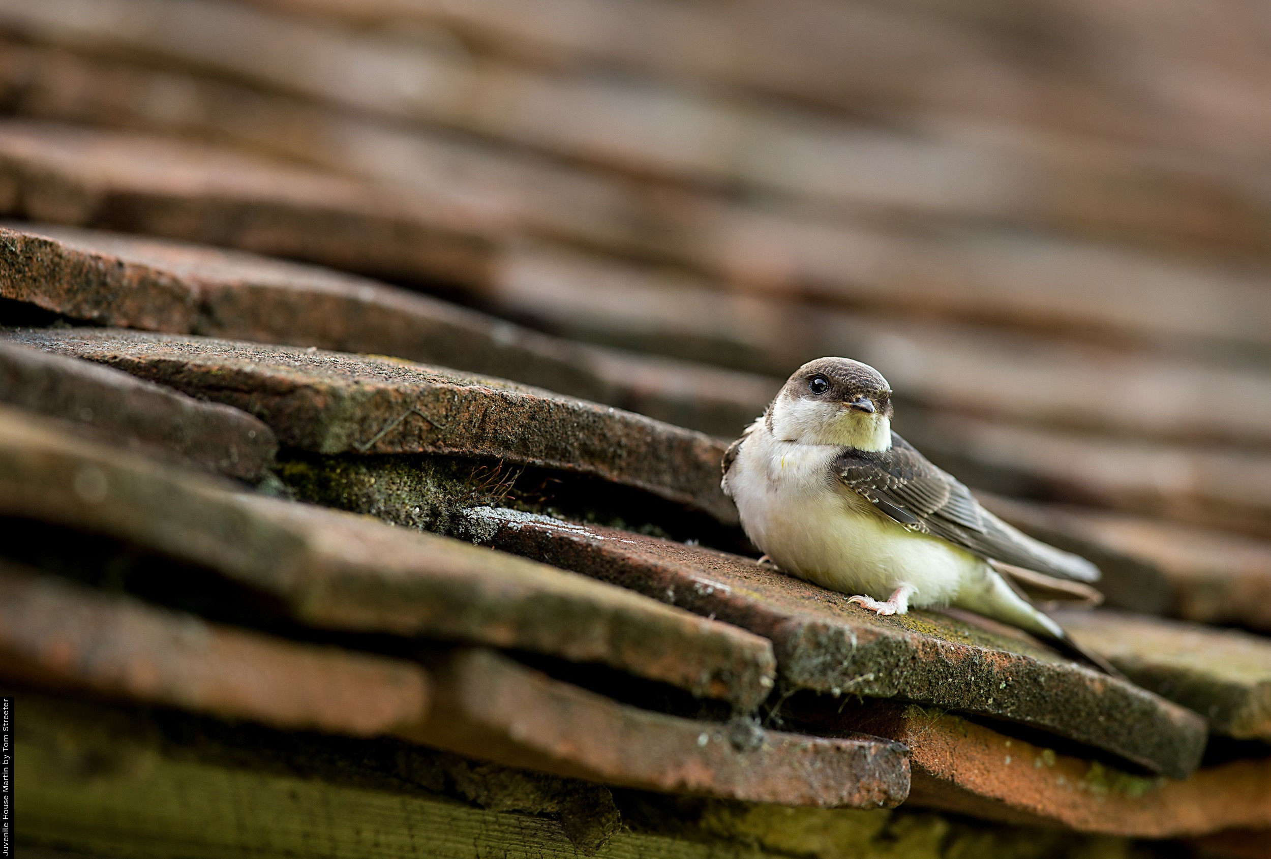 Juvenile House Martin by Tom Streeter / BTO