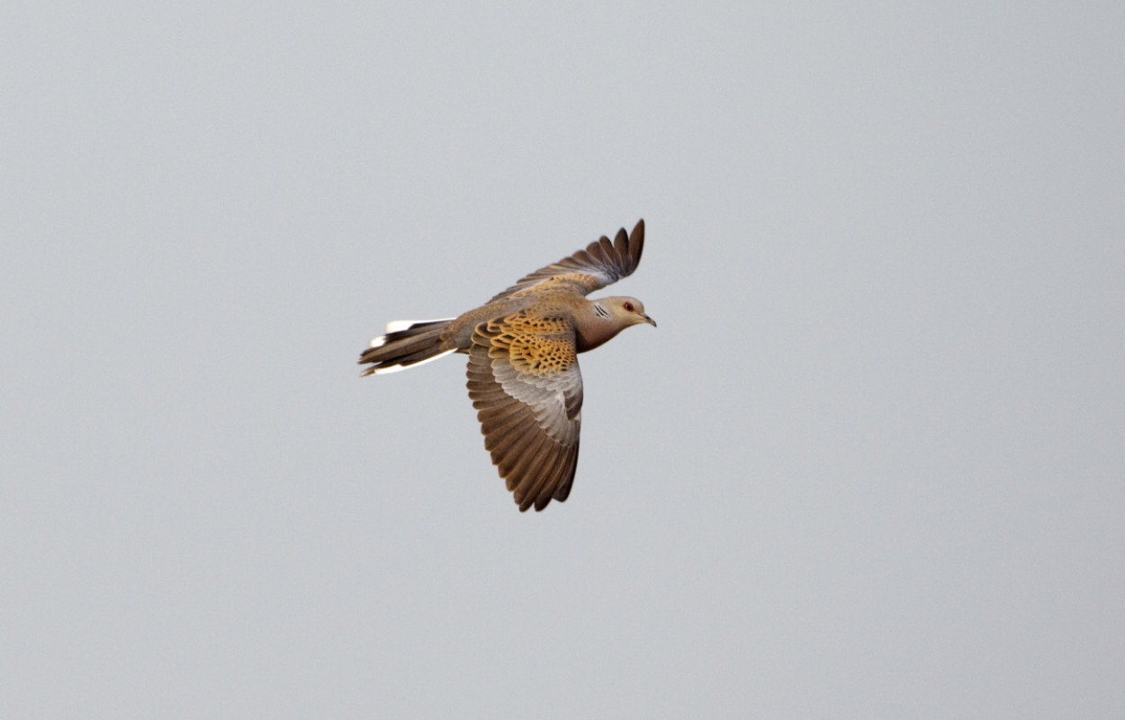 Turtle Dove, by Graham Catley / BTO