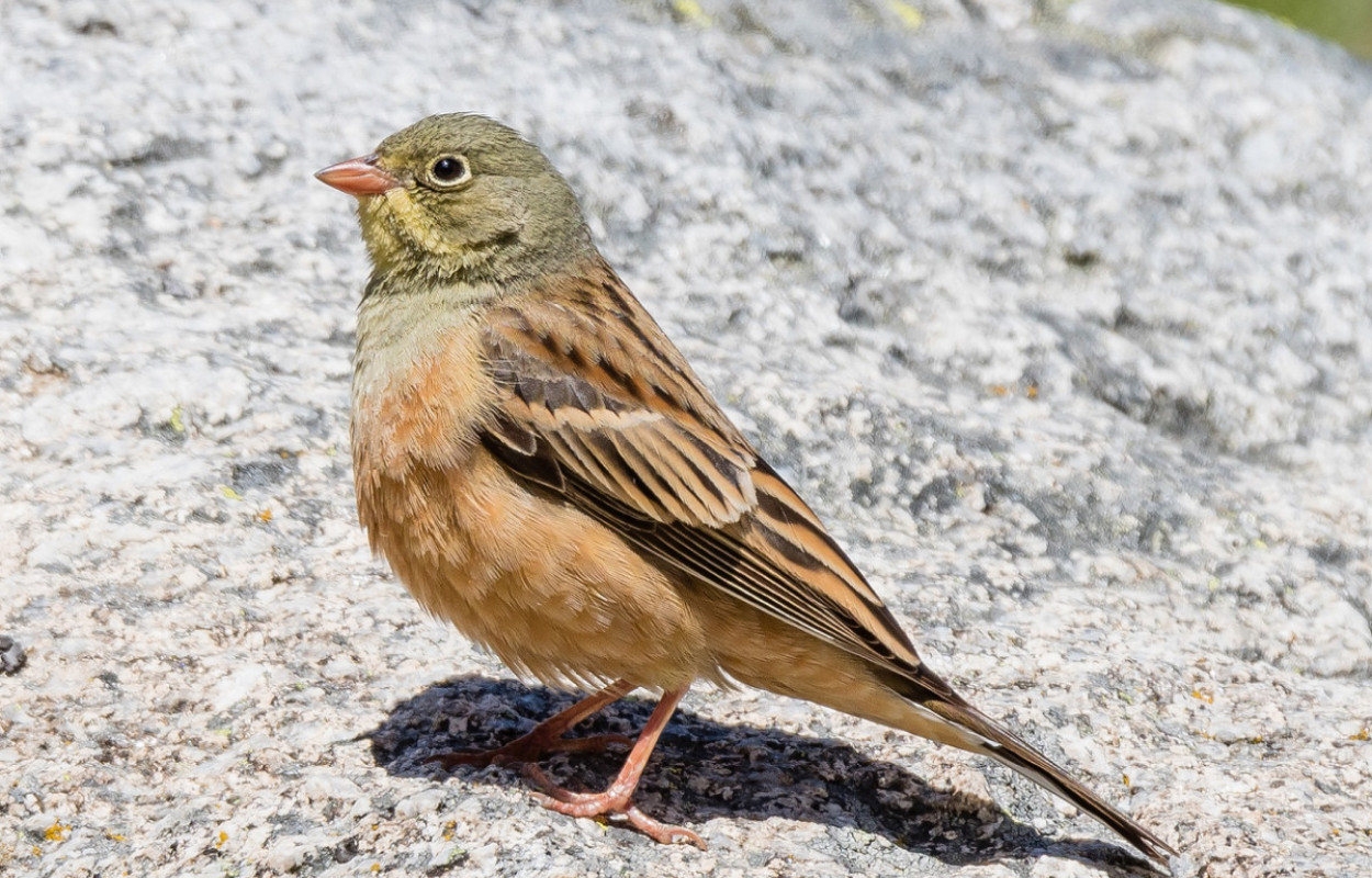 Ortolan Bunting, Philip Croft / BTO