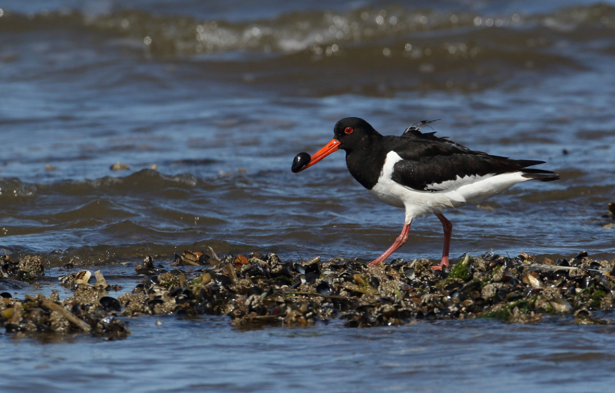 Oystercatcher, Liz Cutting/BTO