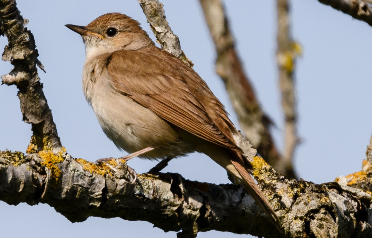 Nightingale, by Philip Croft / BTO