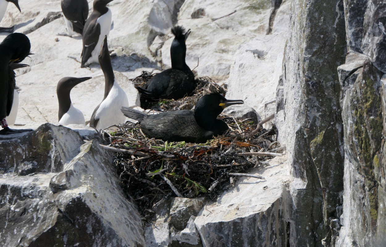 Shags and Guillemots, Mike Toms / BTO