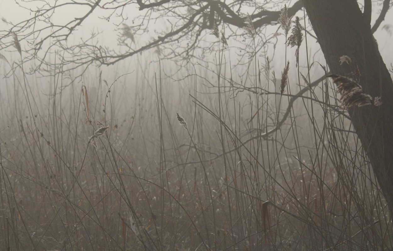 Reedbed, by Mike Toms / BTO