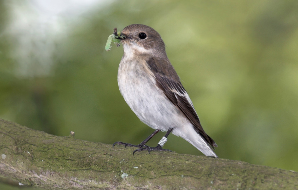 Pied Flycatcher, by John Harding/BTO