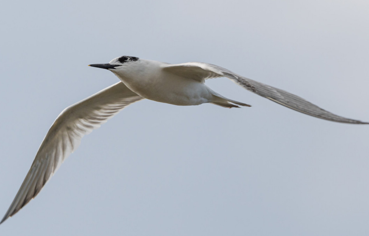 Sandwich Tern, by Philip Croft/BTO