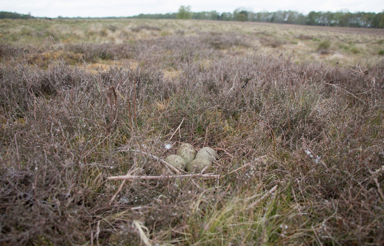 Curlew nest, by Samantha Franks / BTO