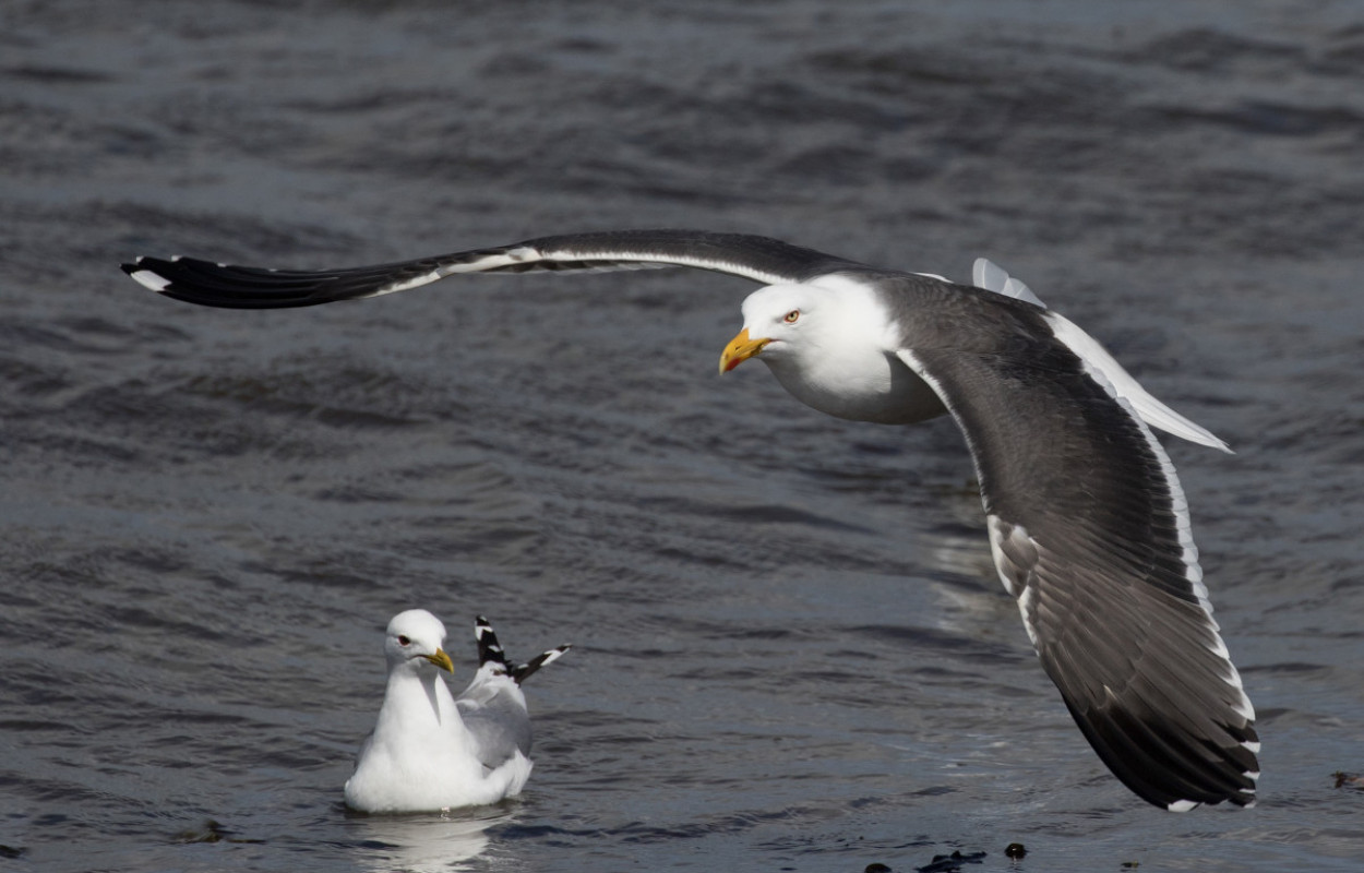 Great Black-backed Gull, by Liz Cutting / BTO