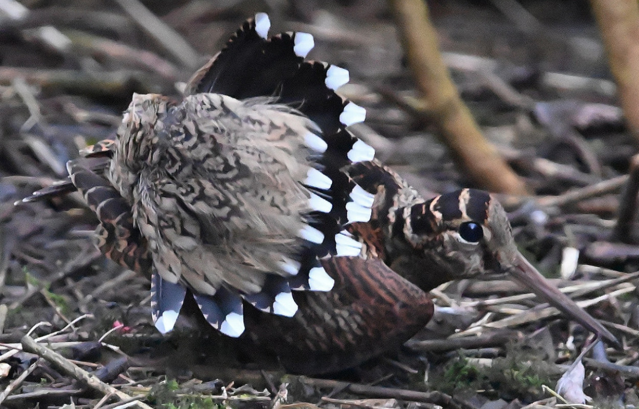 Woodcock, by Ross Goodwin / BTO