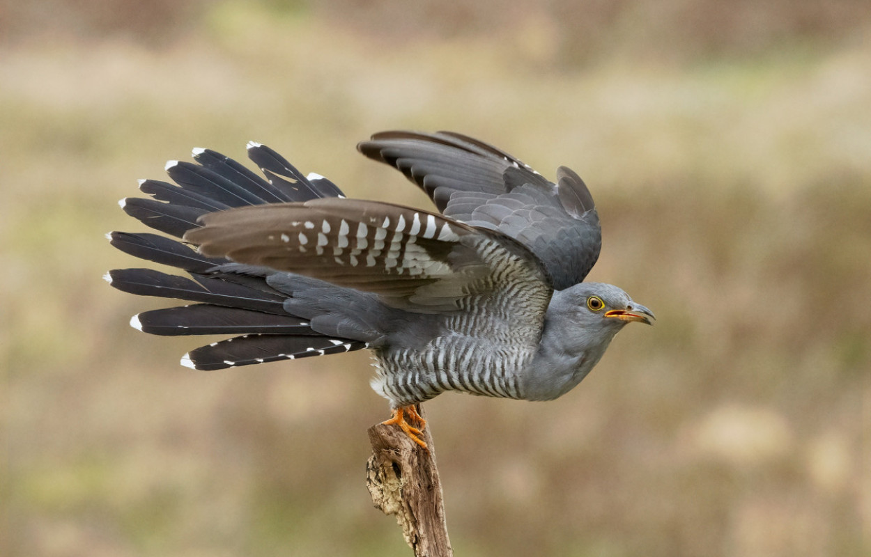 Cuckoo, Edmund Fellowes / BTO