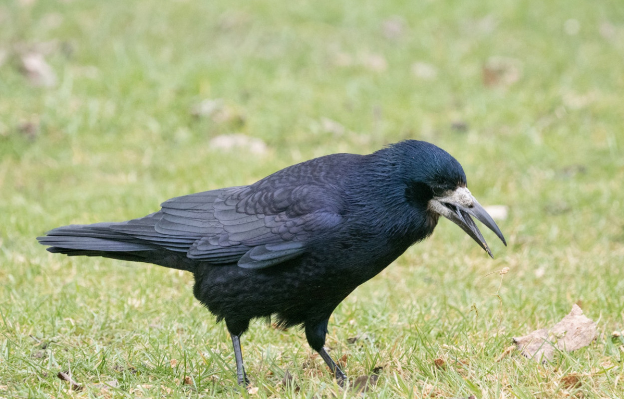 Rook, by Edmund Fellowes/BTO