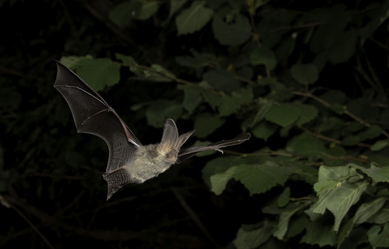 Brown Long-eared Bat, by Chris Damant