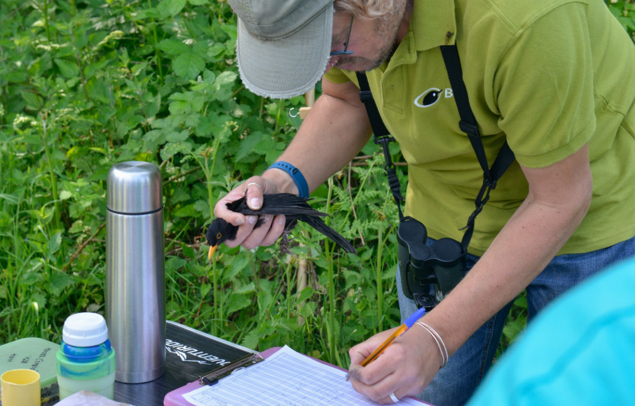 Bird ringing, by Rob Read / BTO