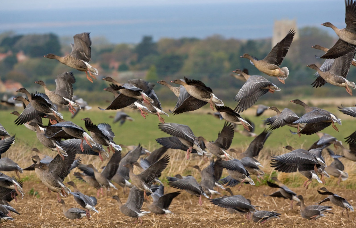 Goose drone sales