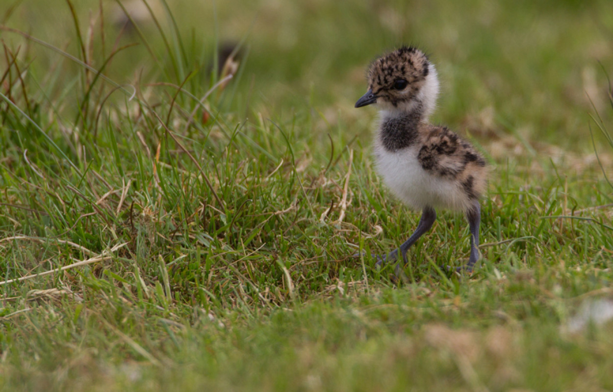 Lapwing chick, by Liz Cutting