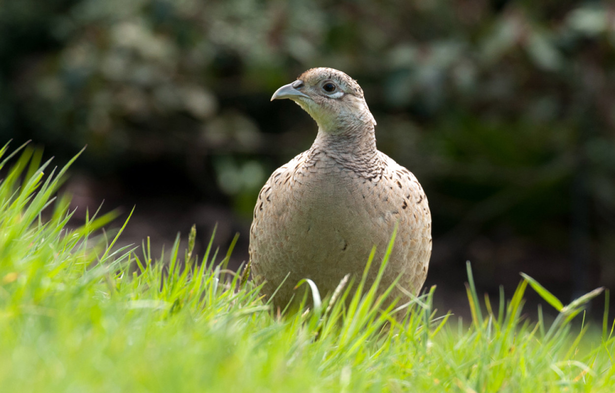 Pheasant, by Sarah Kelman / BTO