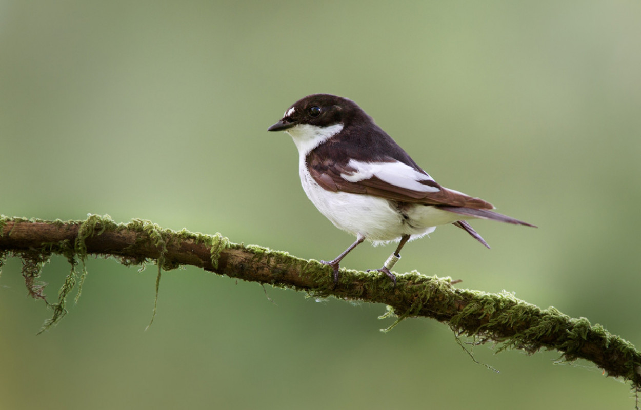 Latitudinal variation in arrival and breeding phenology of the