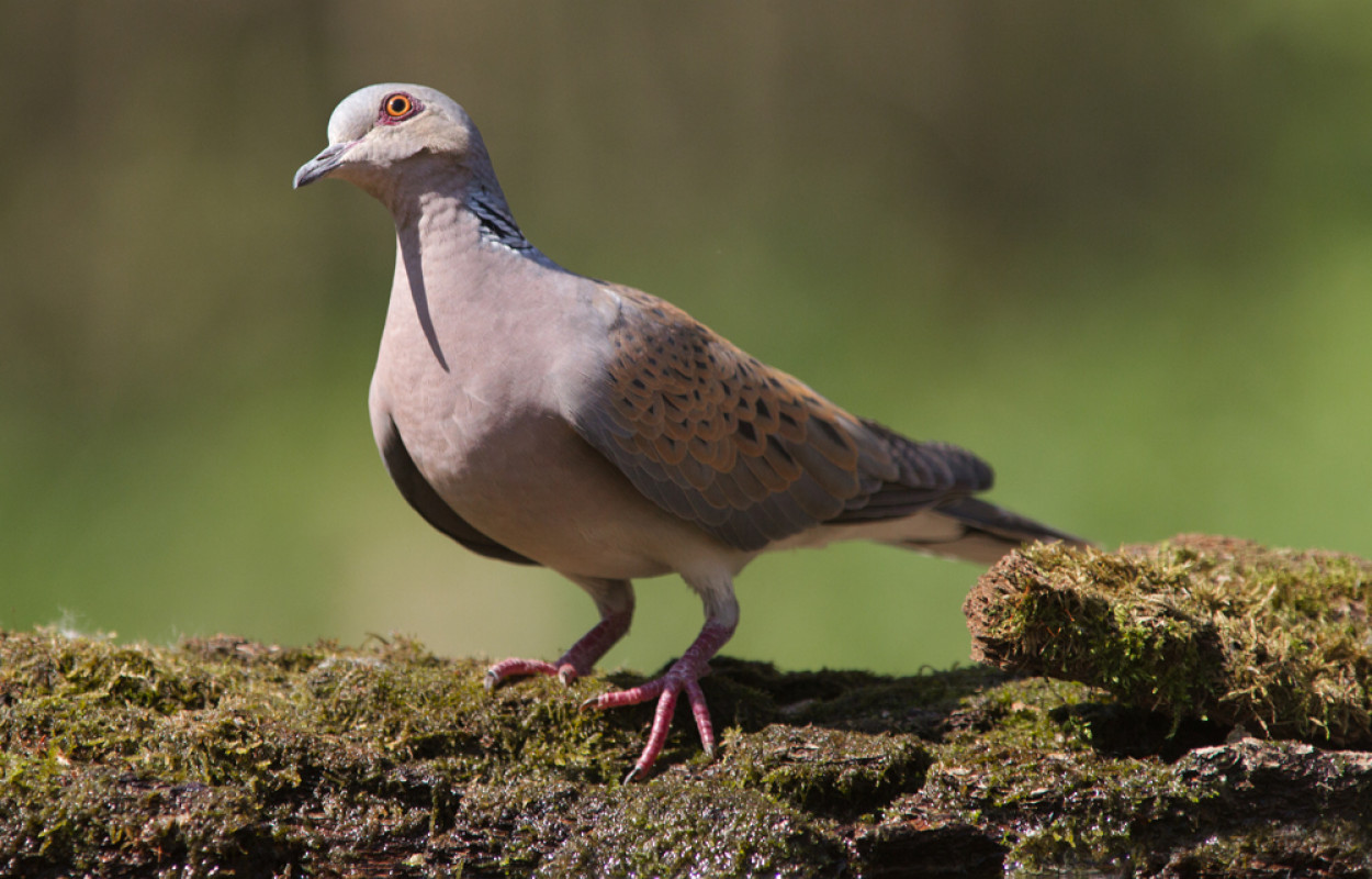 Turtle Dove, by Edmund Fellowes / BTO