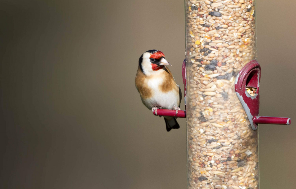 bto bird feeders