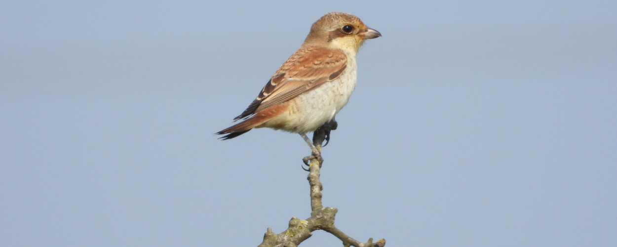 Red-backed Shrike at Spurn Migration Festival 2024, by Peter Wilson