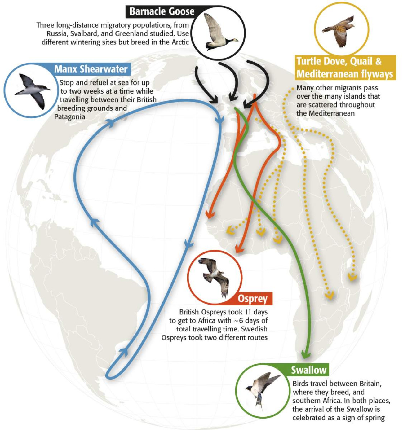 Bird Migration - A Masterclass | BTO - British Trust For Ornithology