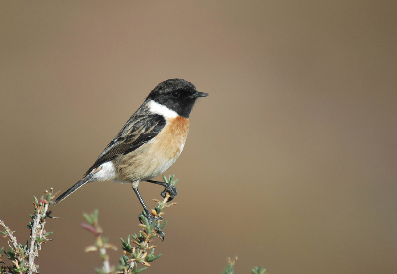 Stonechat. Neil Calbrade