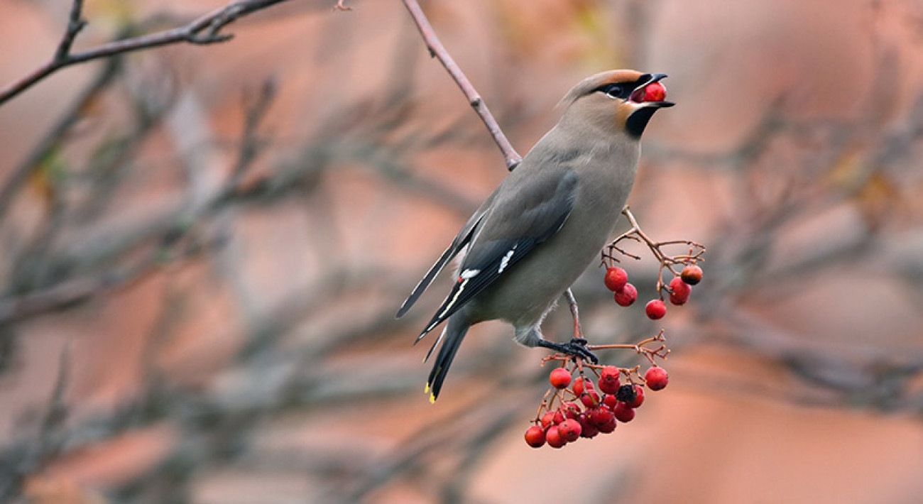 birds which eat fruits or seeds of plants