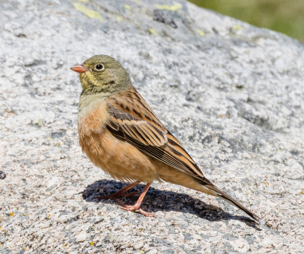 Ortolan Bunting, Philip Croft / BTO