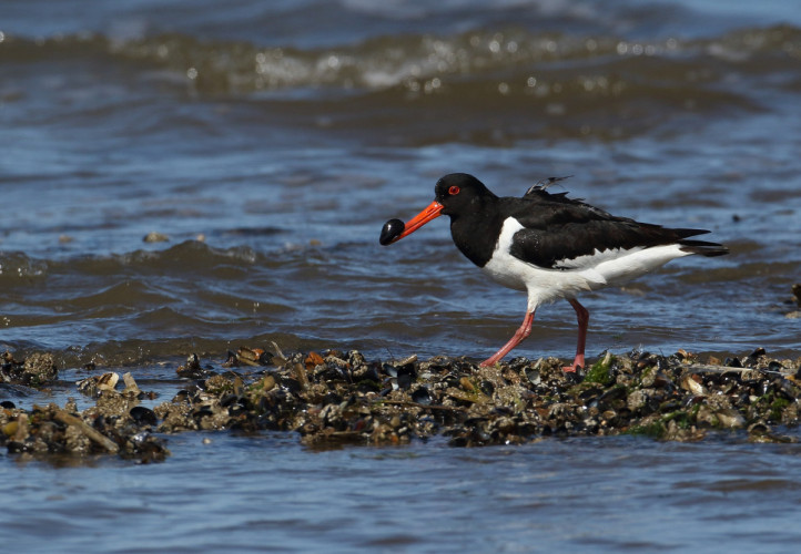 Oystercatcher, Liz Cutting/BTO