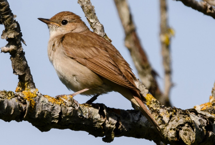 Nightingale, by Philip Croft / BTO