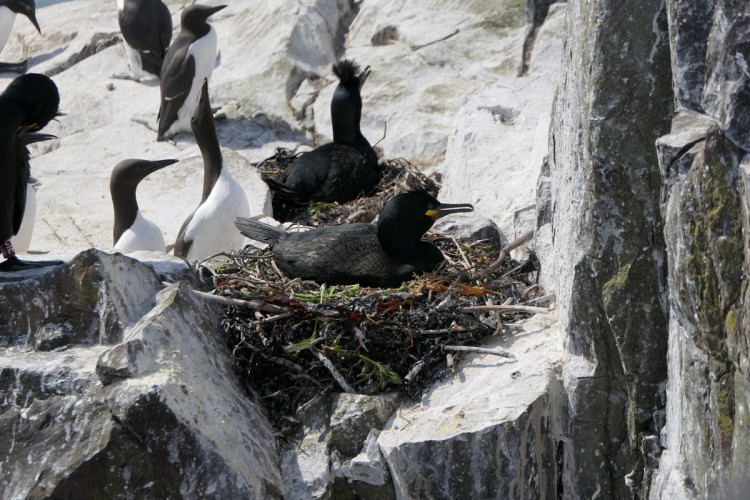 Shags and Guillemots, Mike Toms / BTO