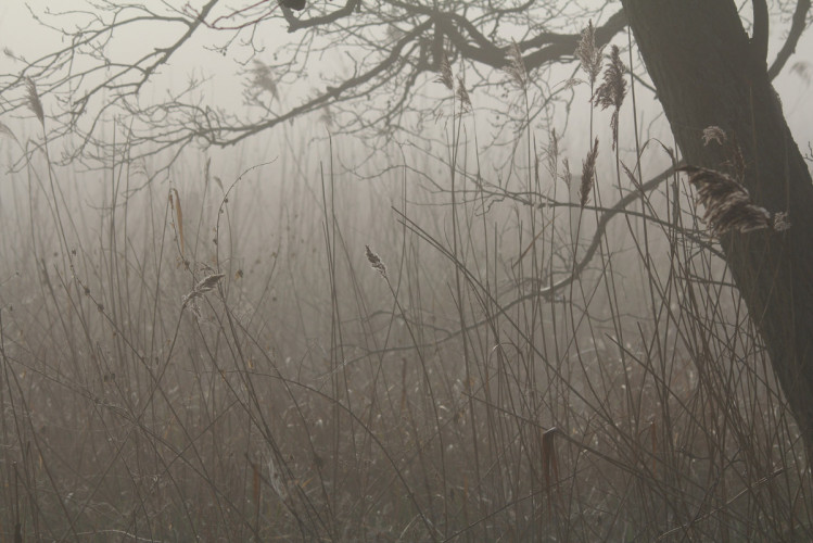 Reedbed, by Mike Toms / BTO