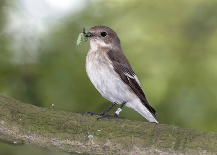 Pied Flycatcher, by John Harding/BTO